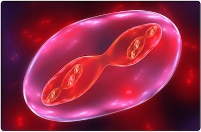 projet-sens et sens biologiques